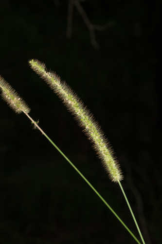 Setaria parviflora #14
